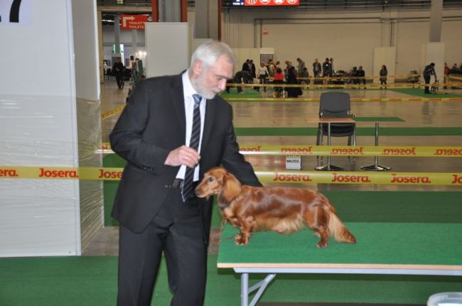 Jamnik d�ugow�osy NAILA